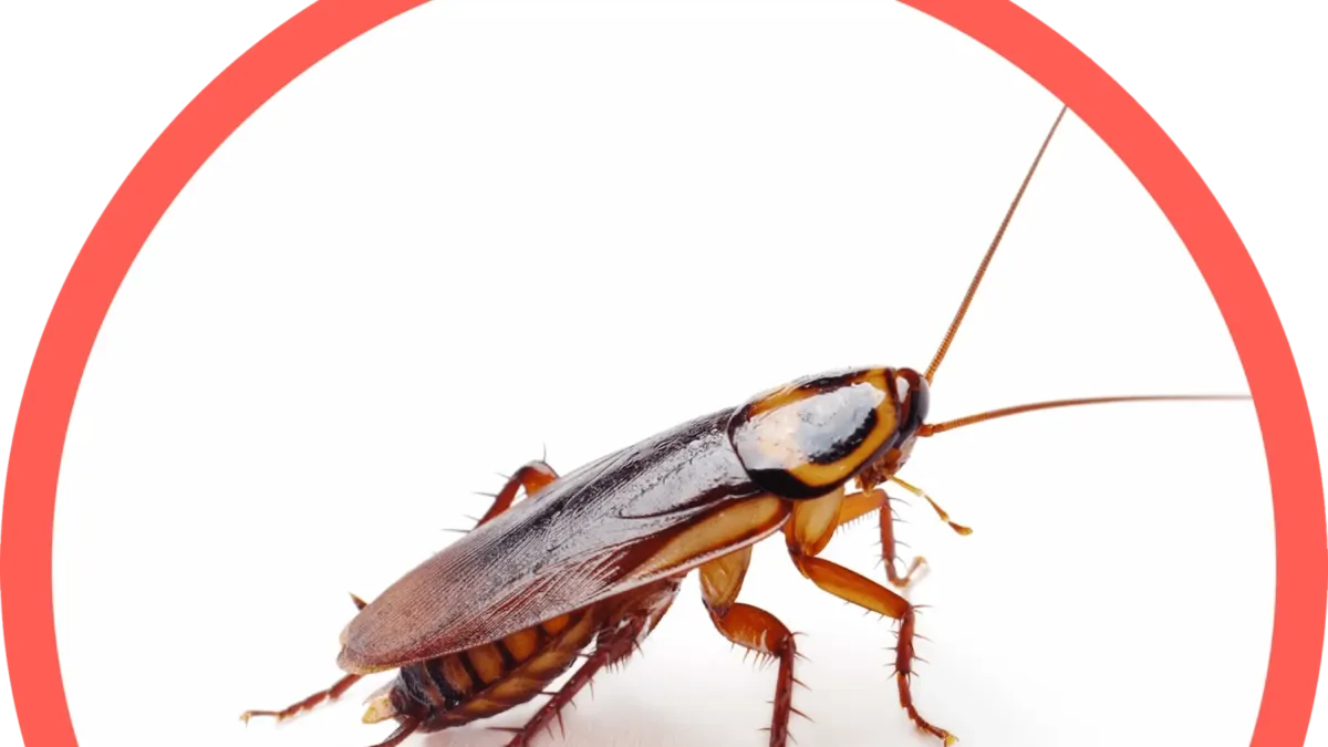 cockroach icon