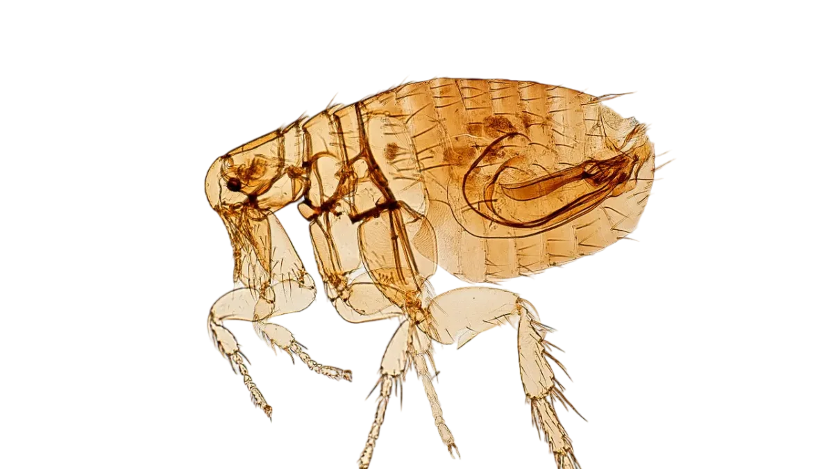 Microscope view of a flea