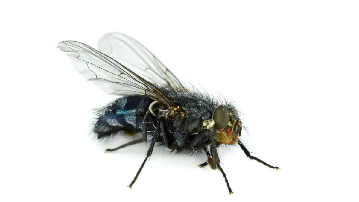 A common fly